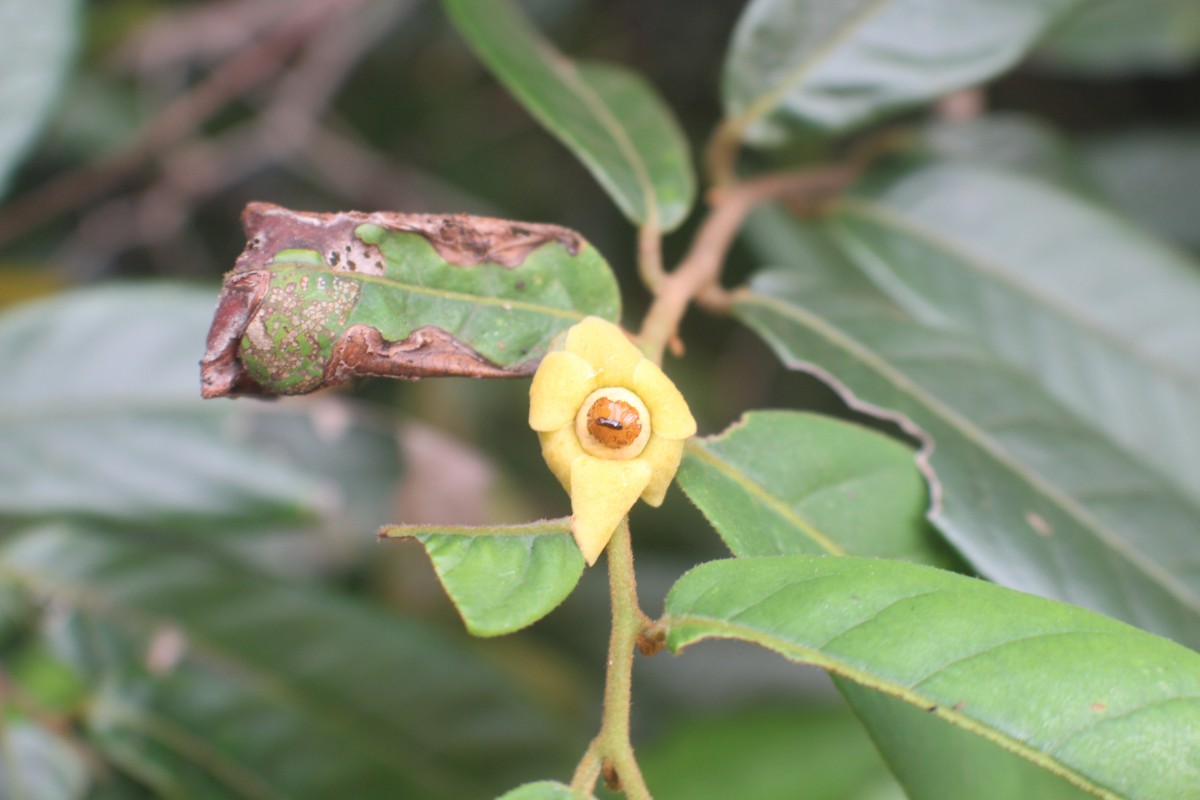 Uvaria sphenocarpa Hook.f. & Thomson